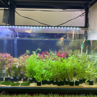 今週の水草