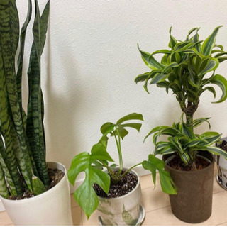 観葉植物（サンスベリア・モンステラ）
