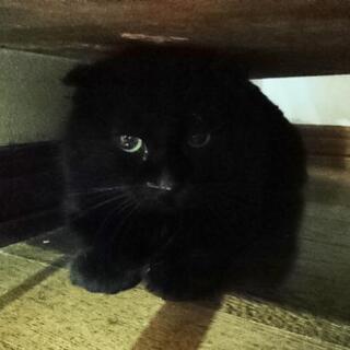 ★里親様✨募集致します★垂れ耳黒猫さん