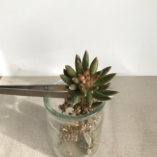 多肉植物　ファンファーレ