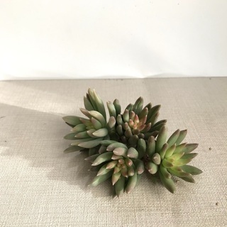 多肉植物　ファンファーレ　4つ