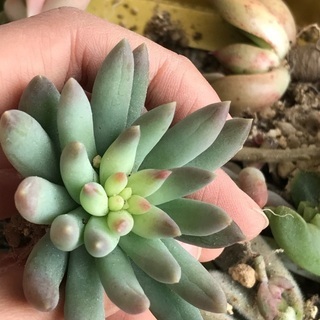 多肉植物　大きめファンファーレ