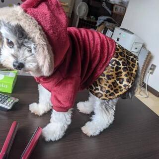 CECIL McBEE ワンちゃんの服【赤字御奉仕】の画像