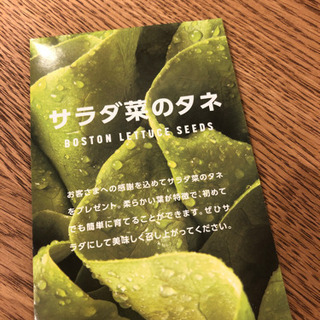 サラダ菜のタネ