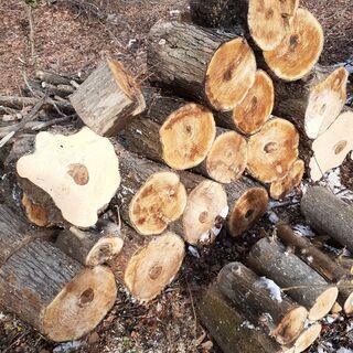 ★配達無料エリアありストーブ薪　カツラ　もみじ　他　広葉樹　  ★お値段 100キロ単位3500円　の画像