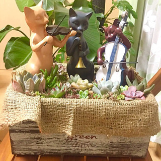 【取引中】多肉植物 寄せ植え ④ ニャーケストラ