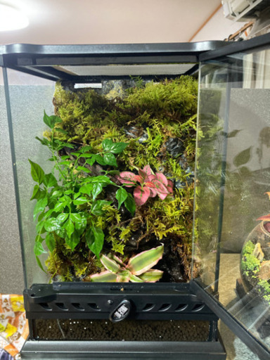 イモリウム・コケリウム・テラリウム完成品！メダカも飼育可能