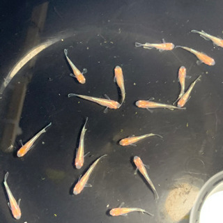 現物「王妃」　メダカ　種親候補！年末セール！