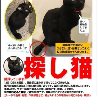 迷い猫探してください