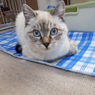 No.9  兄妹猫の里親さんが決まりましたありがとうございました