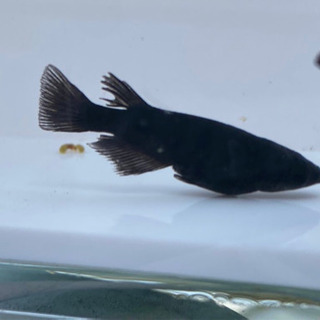 メダカ　　黒豆　　オスのみの画像