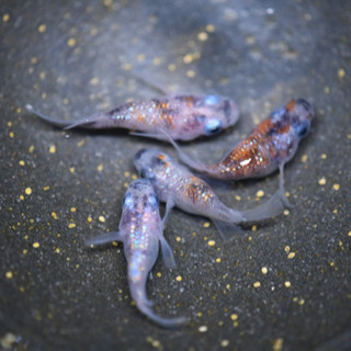 三色ラメダルマ　4匹の画像