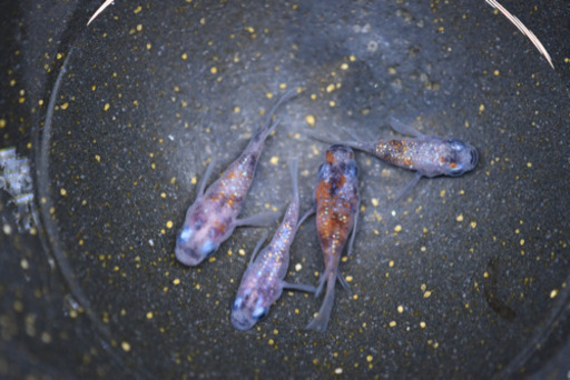 三色ラメダルマ　4匹