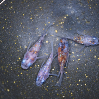 三色ラメダルマ　4匹の画像