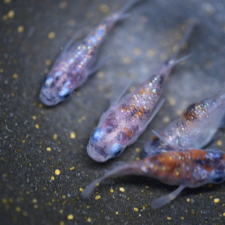 三色ラメダルマ　4匹の画像