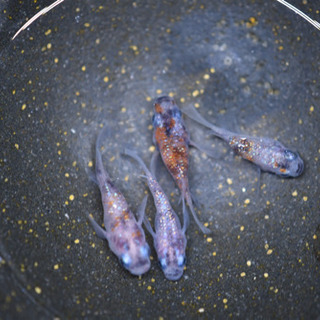 三色ラメダルマ　4匹の画像