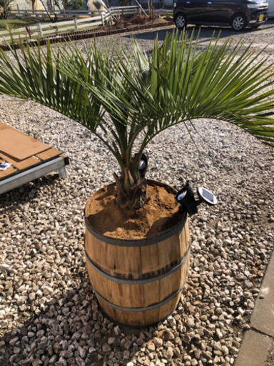 ココスヤシ  樽鉢入り
