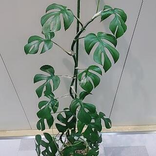 【取引中】ヒメモンステラ