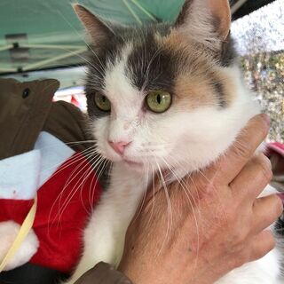 譲渡決定！スコティッシュ風パステル三毛🐈ミーちゃん - 朝倉郡