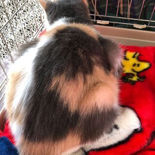 譲渡決定！スコティッシュ風パステル三毛🐈ミーちゃん − 福岡県