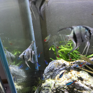 商談中 熱帯魚 エンゼルフィッシュ 0円