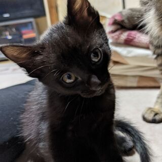 可愛がってくれる方を探しています。