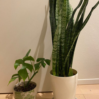 観葉植物（サンスベリア・モンステラ）の画像