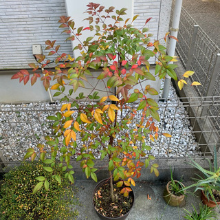 【お多福南天】オタフクナンテンA