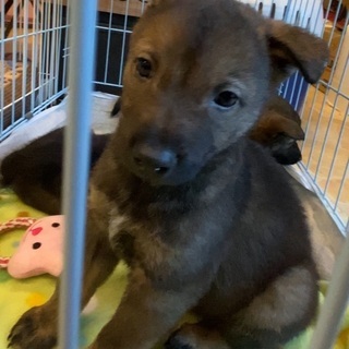 ２ヶ月✴︎男の子✴︎雑種 - 犬