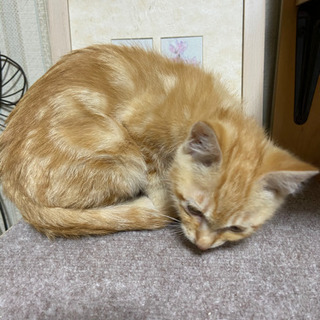 3ヶ月✨仔猫ちゃん☘️決まりましたぁ