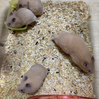 キンクマハムスター