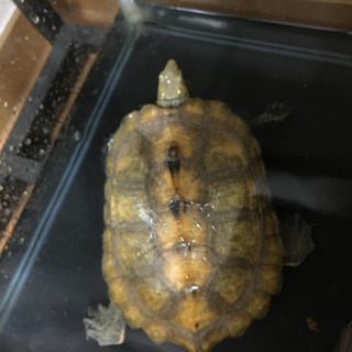 ニホンイシガメ　メス