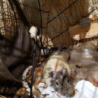 急募3才デグー