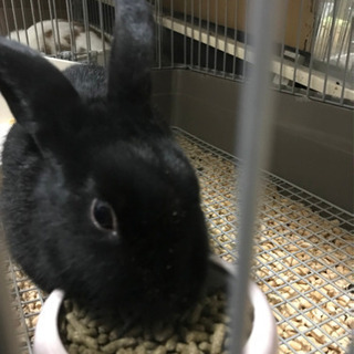 再度　うさぎ2羽、里親募集