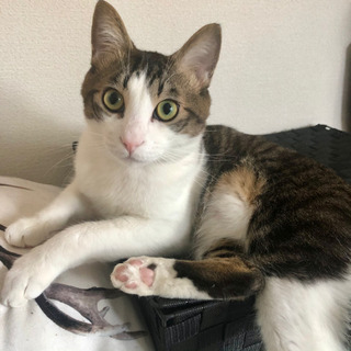 里親様募集！かわいいハチワレ君◎