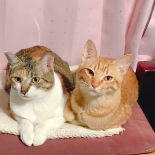 祖母が他界した為、里親募集中