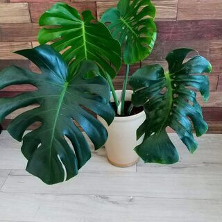 モンステラ 鉢植え