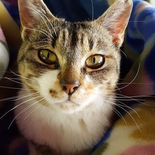 保護猫あくびちゃん（譲渡成立致しました） − 栃木県
