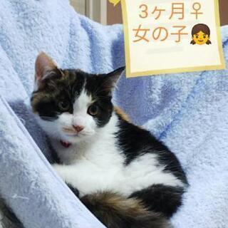 3ヶ月三毛猫♀女の子👧里親様決定しました。😺