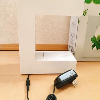希少 ＊ アカリーナ ＊ 水耕栽培 ＊ インテリア ＊ 家庭菜園の画像