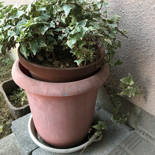 【あげます】アイビー 鉢植え