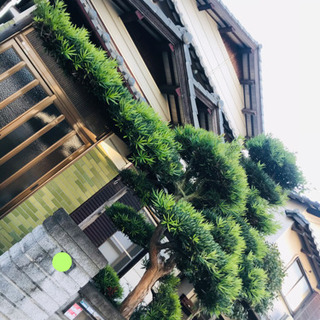 ☆ 剪定の御依頼も可能です👍🌿