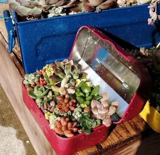 【soldout】ミニ工具箱（赤色）多肉植物寄植え☆