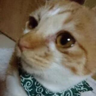 トライアル里親募集