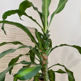 観葉植物　ドラセナ　幸福の木の画像