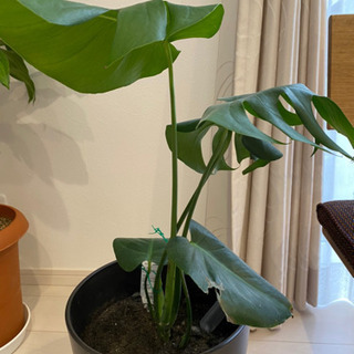 観葉植物　モンステラの画像