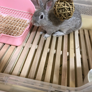 ネザーランドドワーフ
