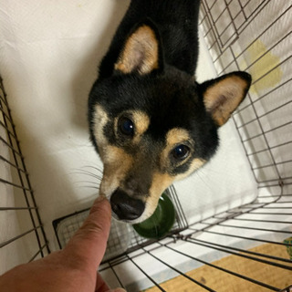 豆柴　男の子