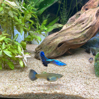 ［引取決定］国産グッピー 稚魚【シンガーブルーブルーテール】の画像