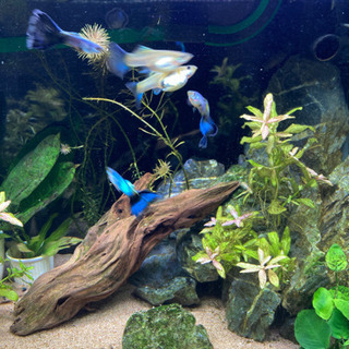 ［引取決定］国産グッピー 稚魚【シンガーブルーブルーテール】の画像